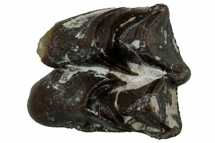 Fossil Oreodont (Merycoidodon) Molar - South Dakota #300260